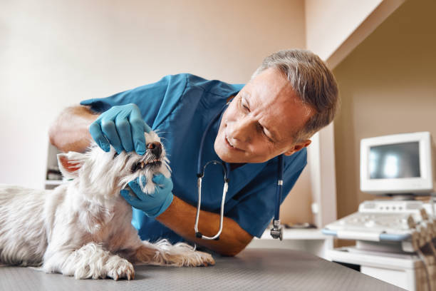 Best Emergency Dental Surgery in Great Falls Crossing, VA
